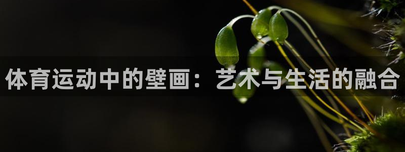 3377体育com